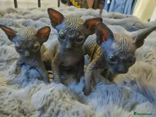 Sphynx cats Sphyx kittens - Advert 1
