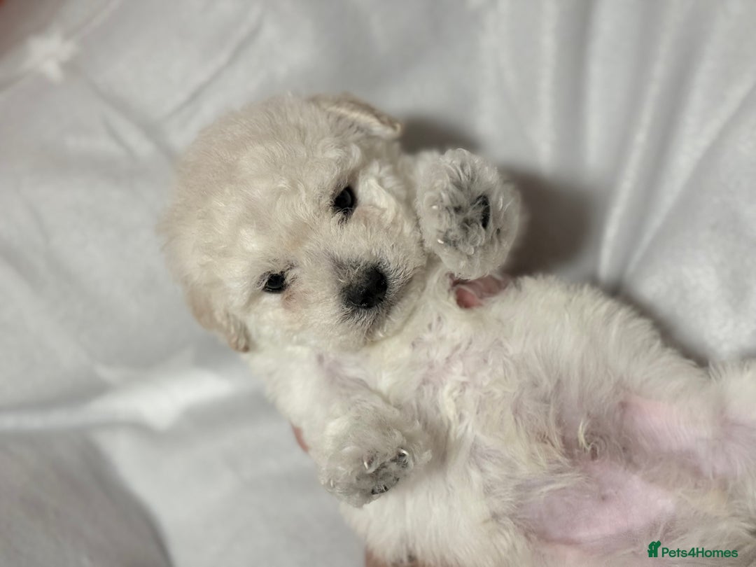 Maltese dogs for sale: Maltese puppies  - Advert 6