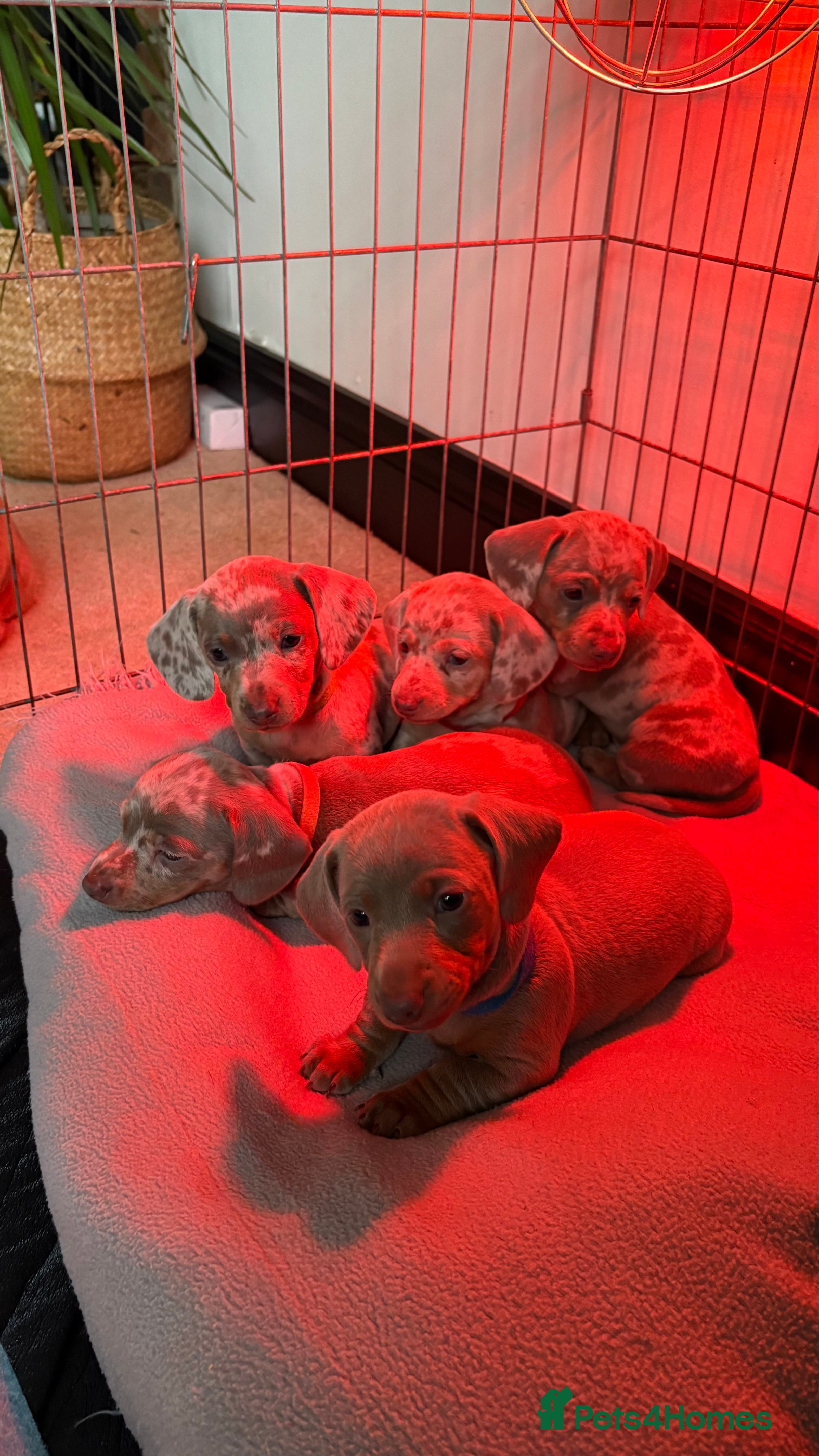 Miniature Dachshund dogs Beautiful miniature dachshund puppies  - Advert 18