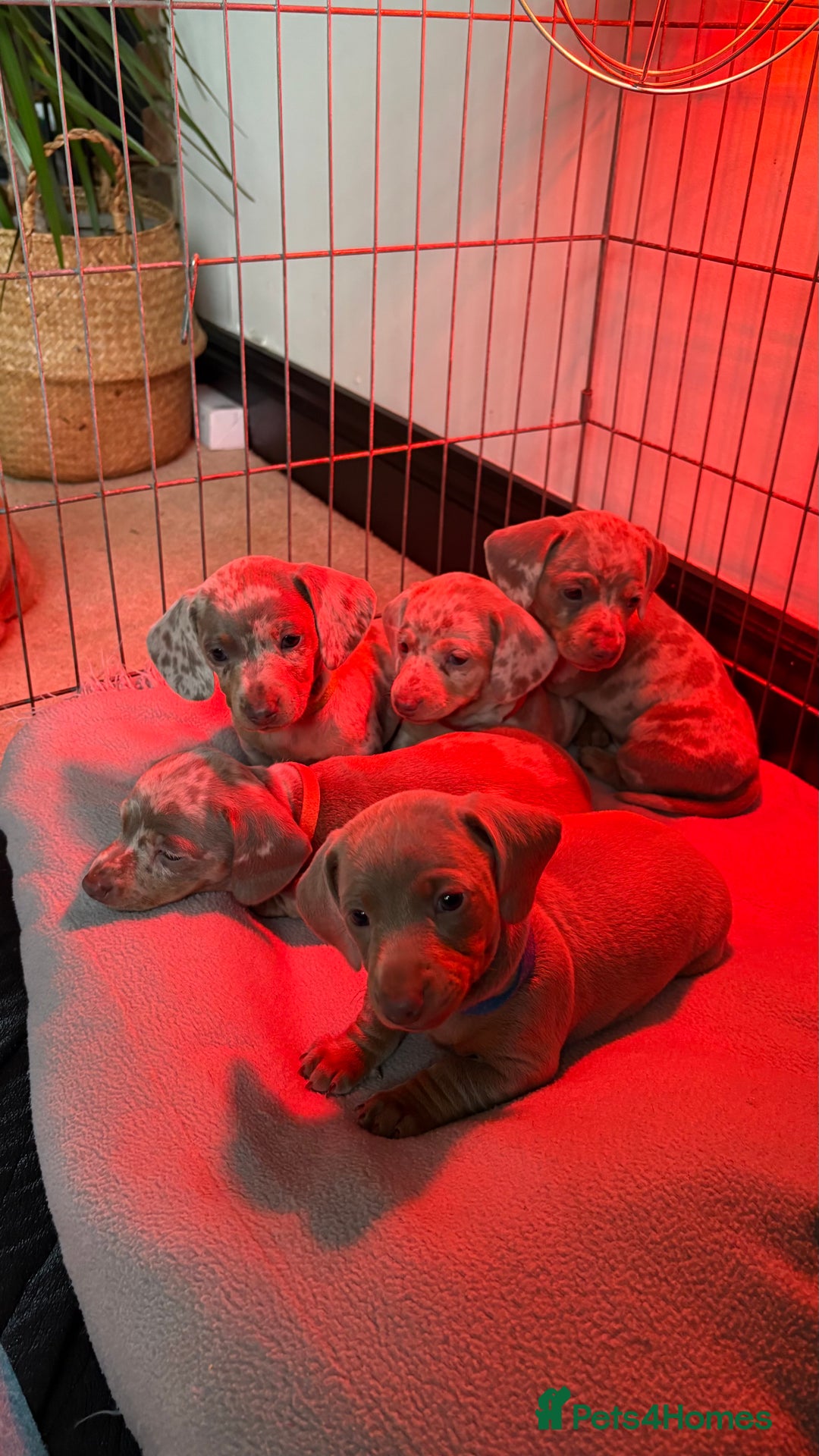 Miniature Dachshund dogs for sale: Stunning Miniature dachshund last boy left  - Advert 7