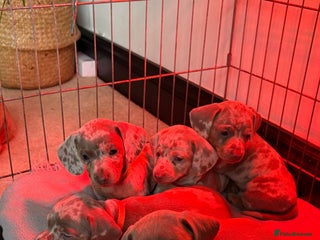 Miniature Dachshund dogs Beautiful miniature dachshund puppies - Advert 9