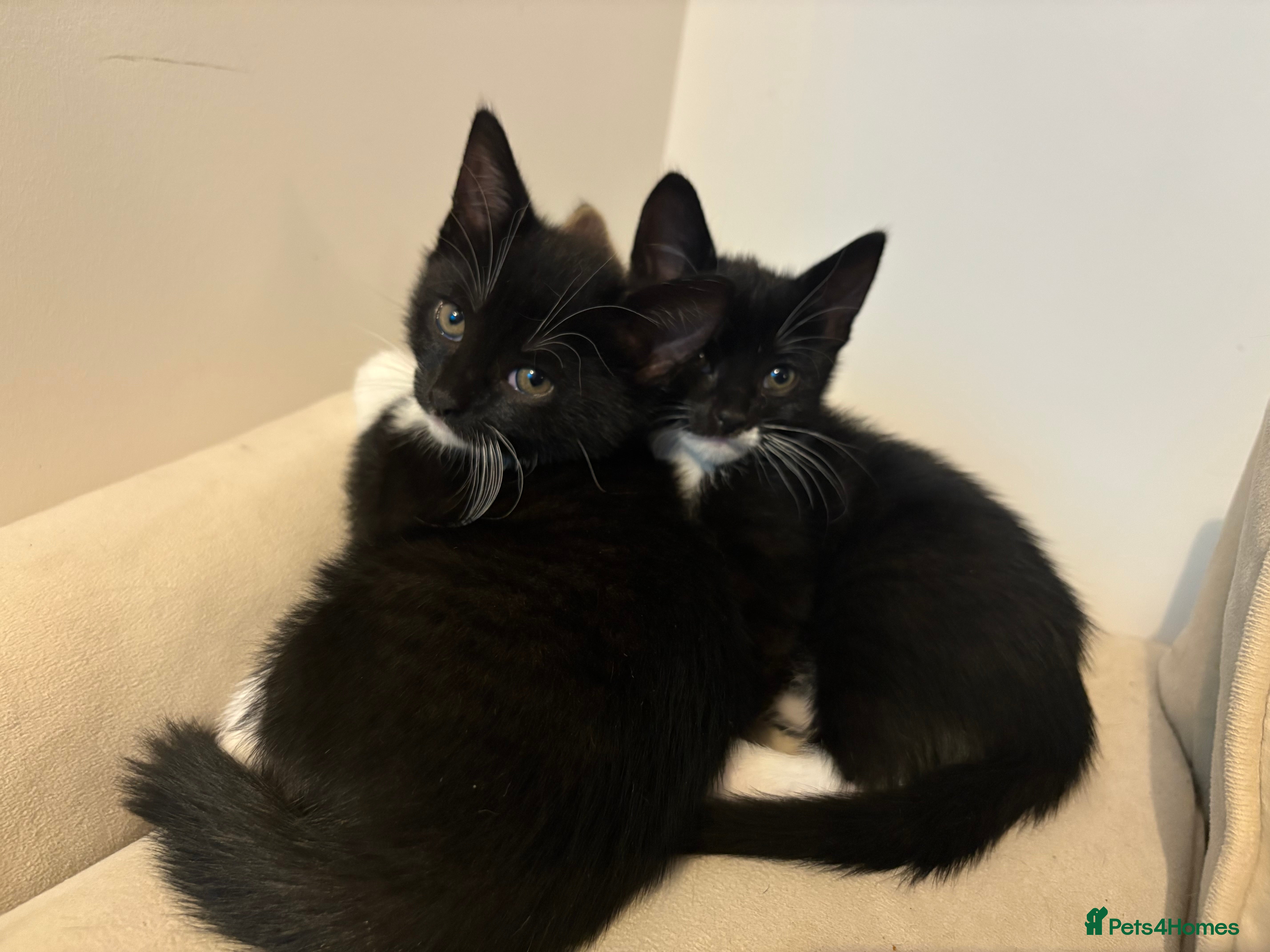 British Shorthair cats Beautiful Tuxedo kittens  - Advert 14