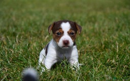 Jack Russell dogs for sale: Jack Russel puppies for sale  - Image 23