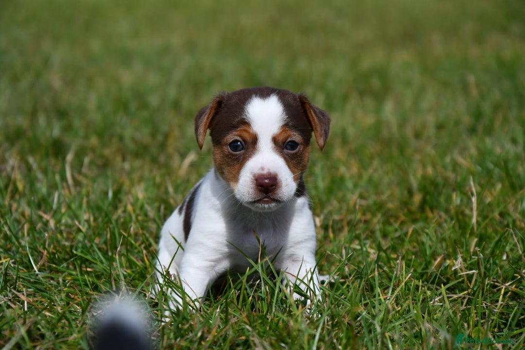 Jack Russell dogs for sale: Jack Russel puppies for sale  - Image 23