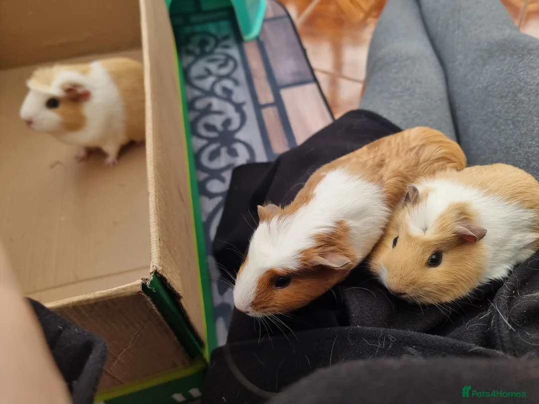 Guinea Pig rodents for sale: 6 Healthy Young Guineas for sale  - Advert 3