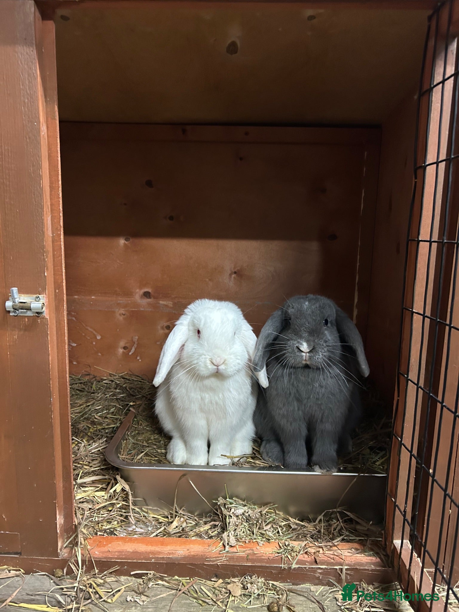Mini Lop rabbits 2 pedigree neutered mini lops  - Advert 4
