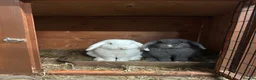 Mini Lop rabbits for sale: 2 pedigree neutered mini lops  - Advert 1