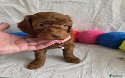 Goldendoodle dogs for sale: 👑Superb Rare Toy/Mini Deepest Red Goldendoodles👑 - Image 9