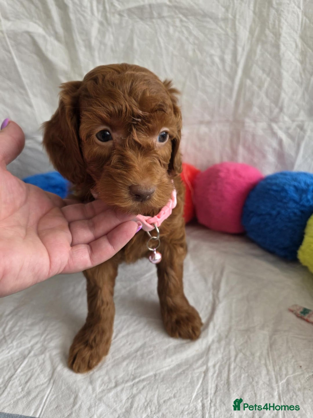 Goldendoodle dogs for sale: 👑Superb Rare Toy/Mini Deepest Red Goldendoodles👑 - Image 9