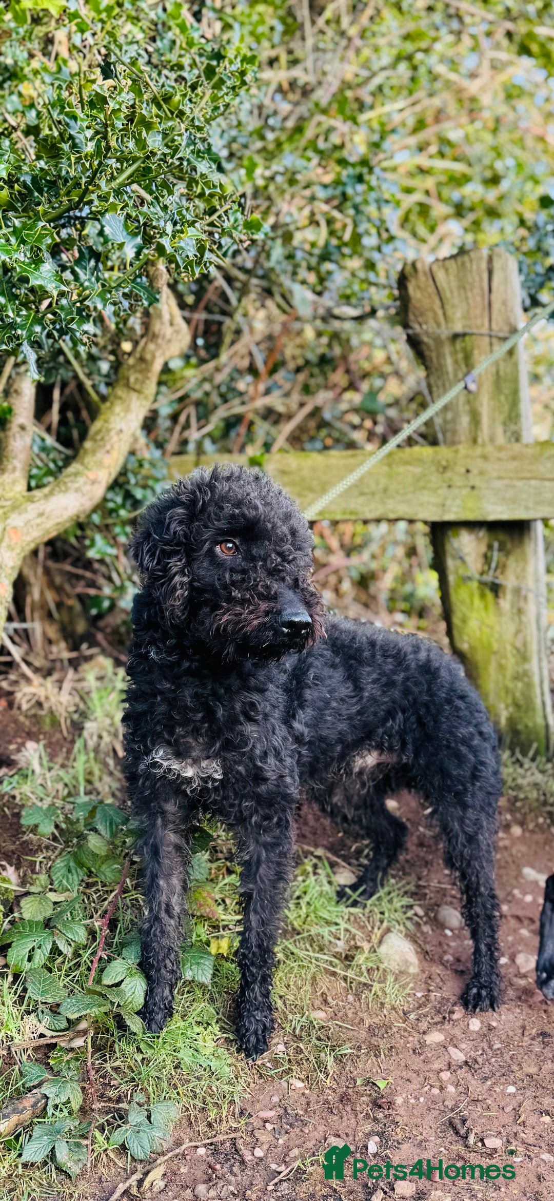 Bedlington Terrier dogs for stud: KC Reg’d Bedlington Terrier at Stud - Advert 11