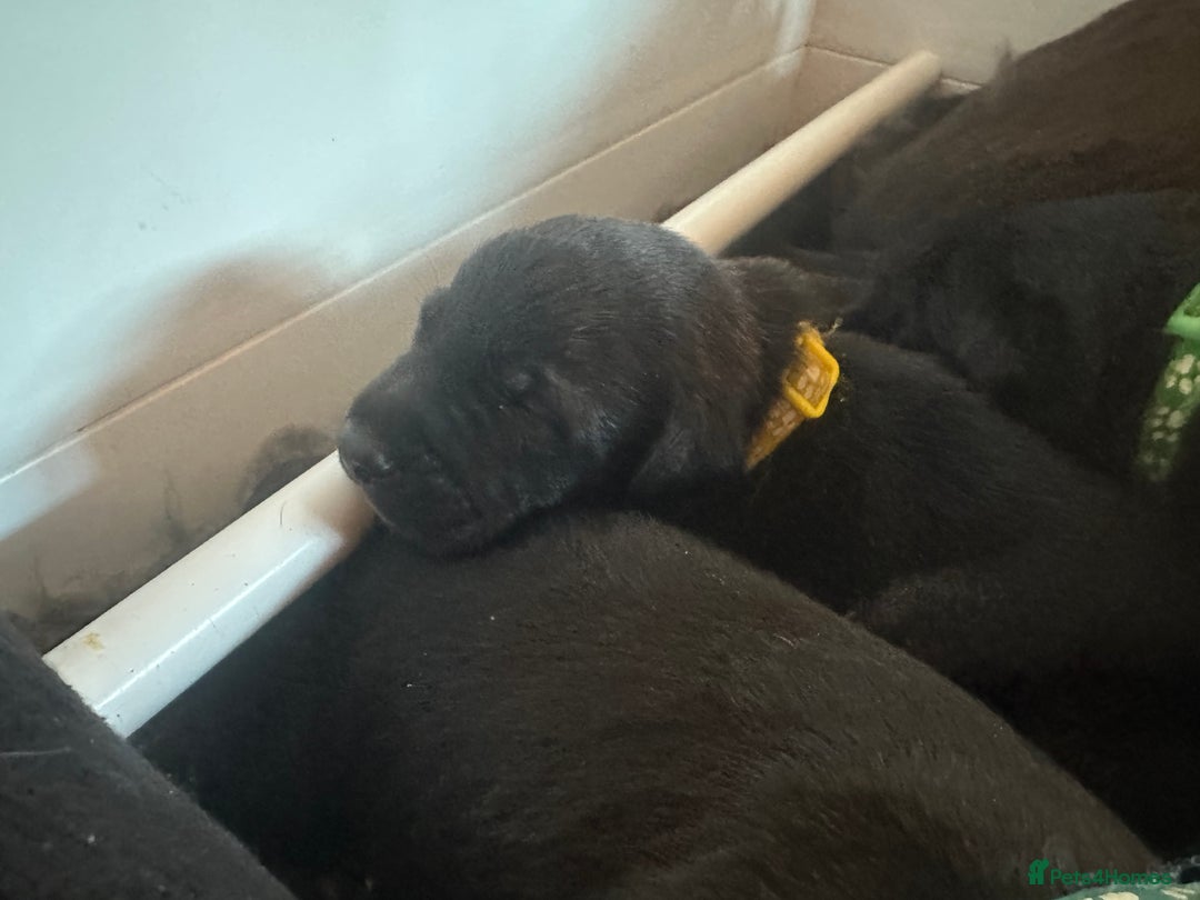 Mixed Breed dogs for sale: Belgian Malinois X Lurcher - Advert 3