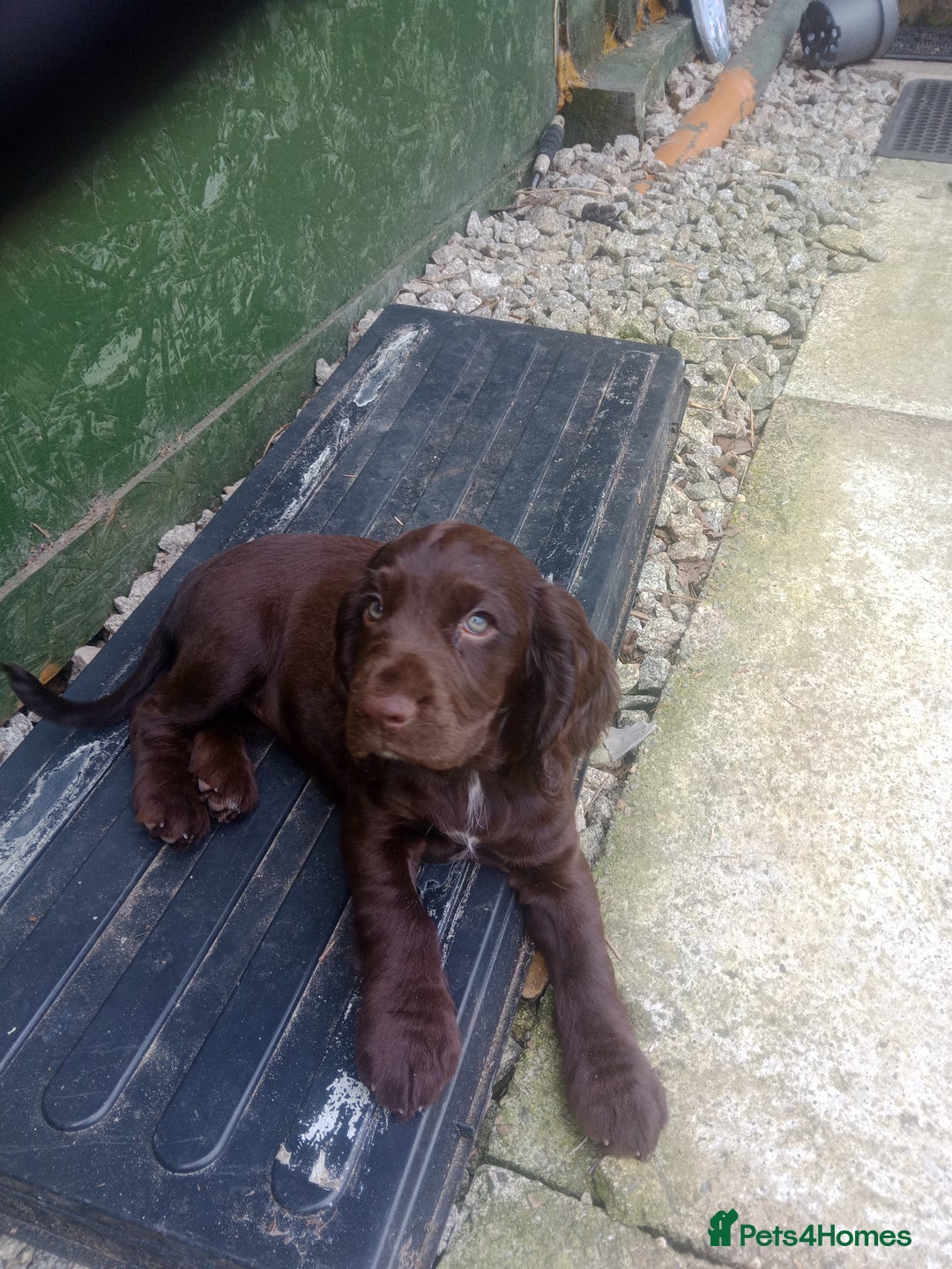 Cocker Spaniel dogs for sale: Female cocker spaniel pups  - Image 4