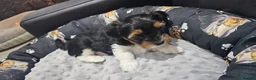 Yorkshire Terrier dogs for sale: Beautiful Yorkshire Terrier Puppies  in Barry - Advert 2