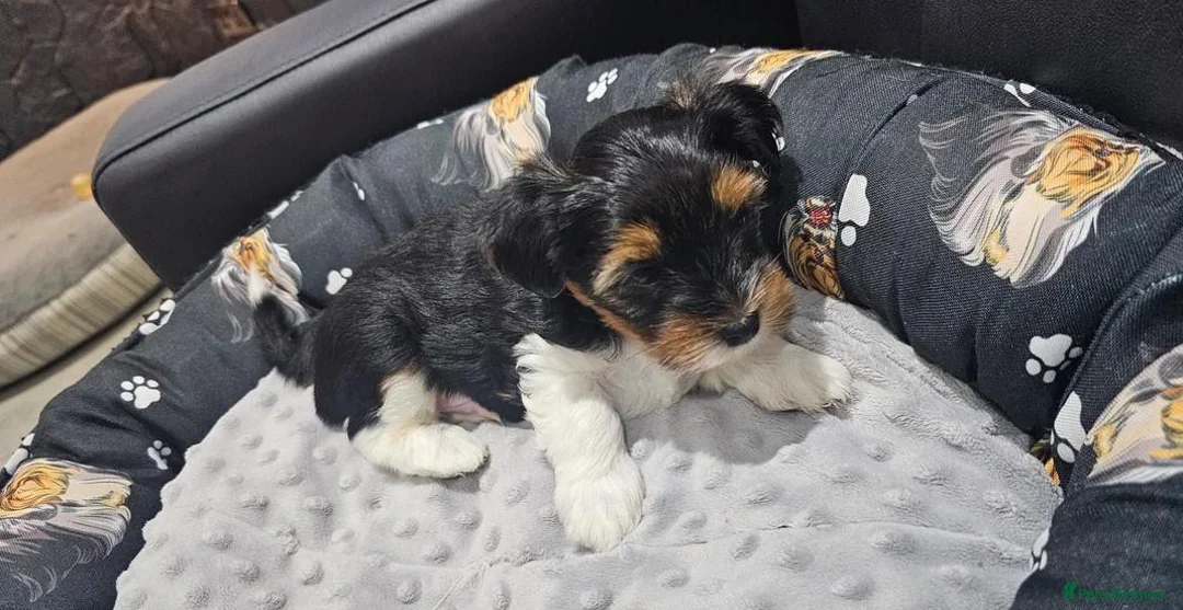Yorkshire Terrier dogs for sale: Beautiful Yorkshire Terrier Puppies  in Barry - Advert 2