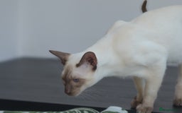 Siamese cats for stud: GORGEOUS WEDGEHEAD TYPE SIAMESE STUD - Image 8