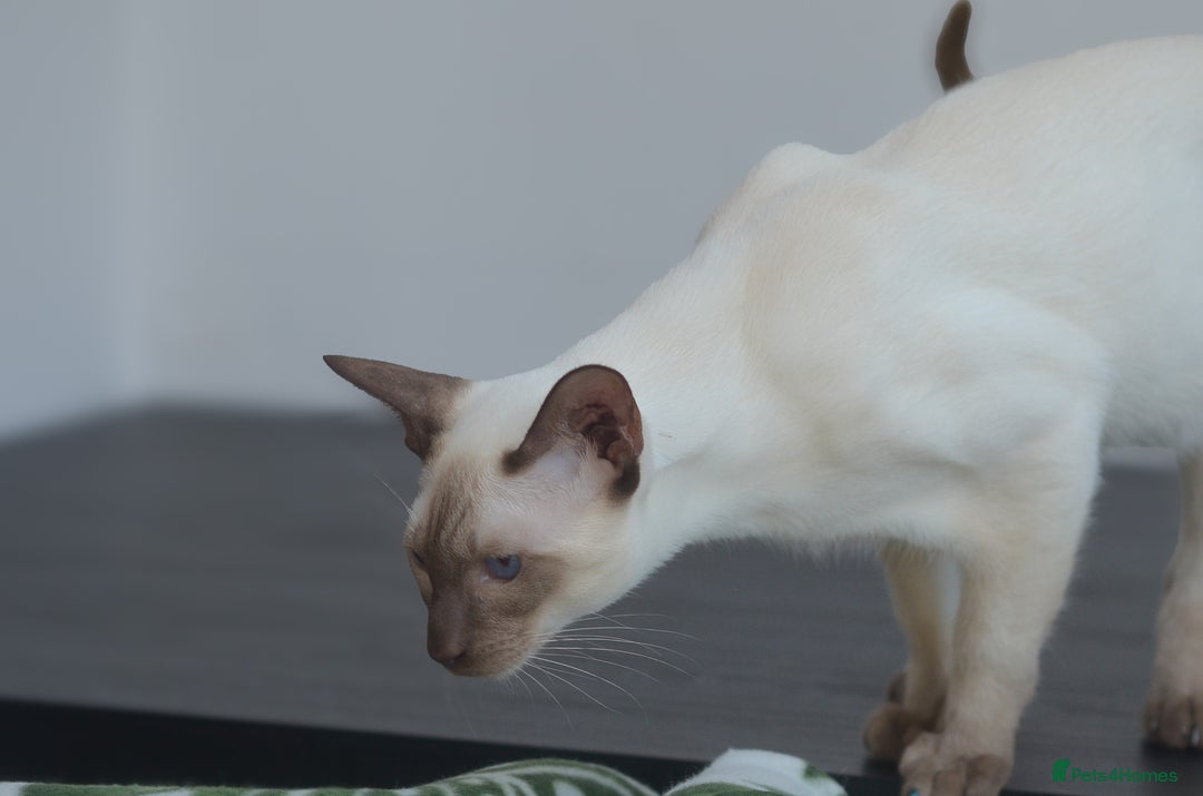 Siamese cats for stud: GORGEOUS WEDGEHEAD TYPE SIAMESE STUD - Image 8