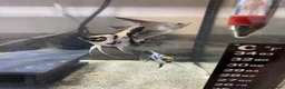Angelfish fish for sale: Angel fish  - Advert 1