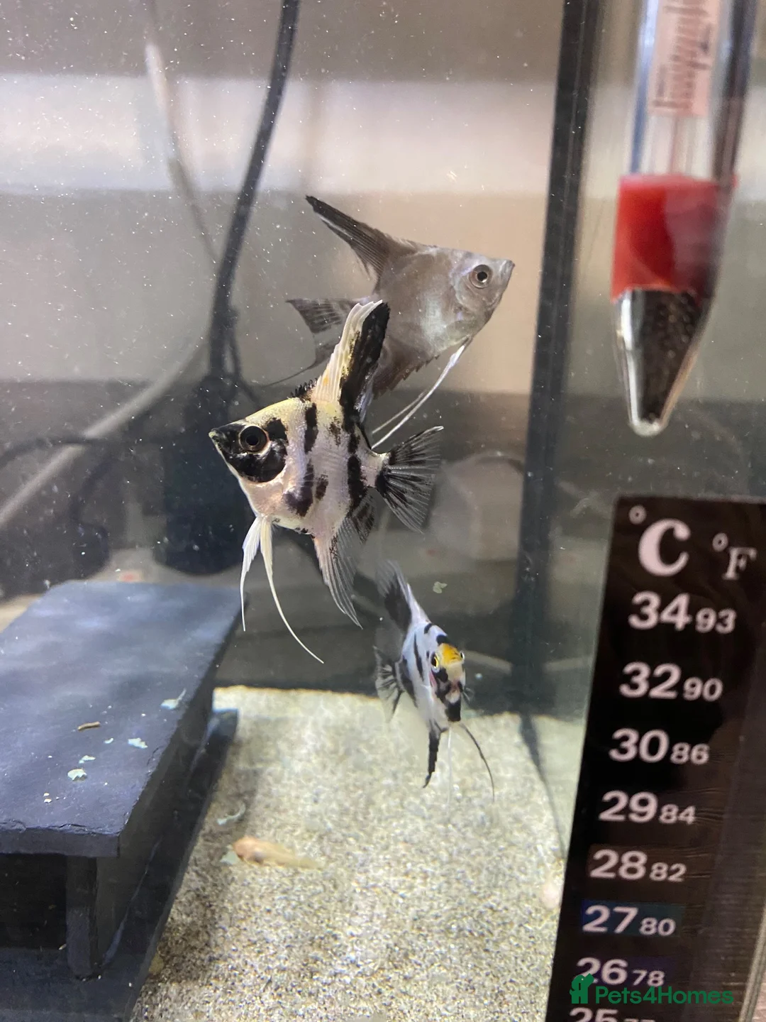 Angelfish fish for sale: Angel fish  - Advert 1