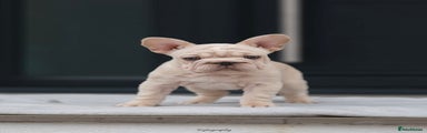 French Bulldog Puppy 1