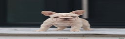 French Bulldog dogs for sale: ✨Two Gorgeous French Bulldog Boys ✨ - Advert 17
