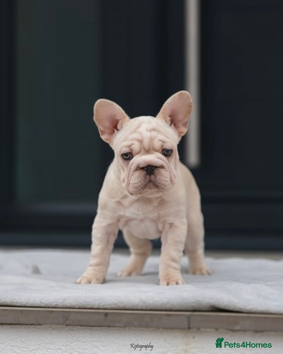 French Bulldog dogs for sale: ✨Two Gorgeous French Bulldog Boys ✨ - Advert 17