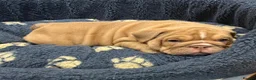 English Bulldog dogs for sale: Adoreable English bulldogs in Torquay - Advert 5