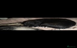 Pomapoo dogs for sale: 1 time miniature Pomapoo puppies - Image 16