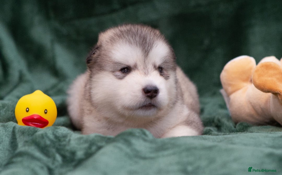 Alaskan Malamute dogs for sale: 🌟Beautiful pure malamutes💯 - Image 19