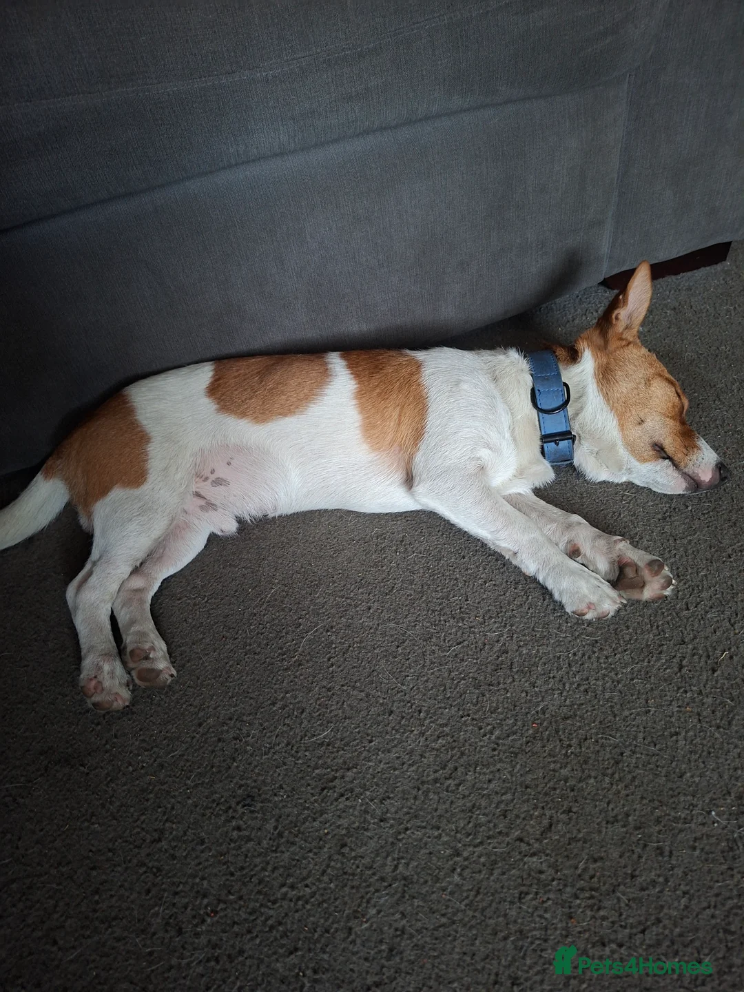 Patterjack dogs for sale: Jack Russell for sale  - Advert 2