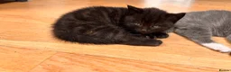 British Shorthair cats for sale: Two male kittens available from a British blue mum - Advert 6