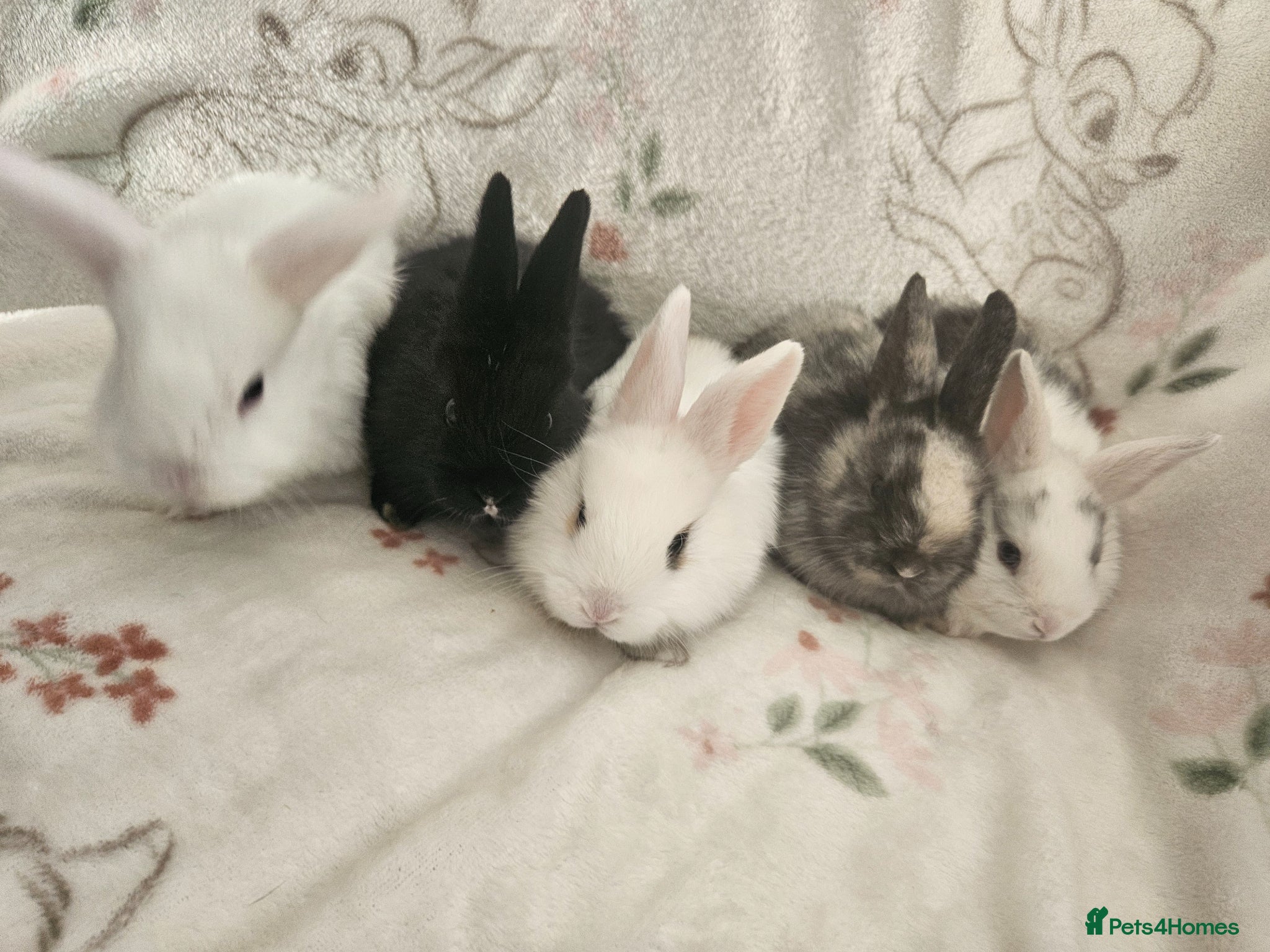 Mixed Breed rabbits Lovely litter dutch lops - Advert 1