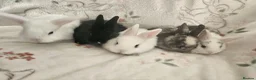 Mixed Breed rabbits for sale: 1 lop/dutch blue eyes 2 lop/lionhead - Advert 9
