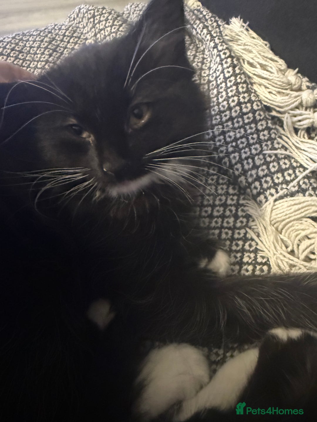 Mixed Breed cats for sale: 3 kittens for sale - Advert 7