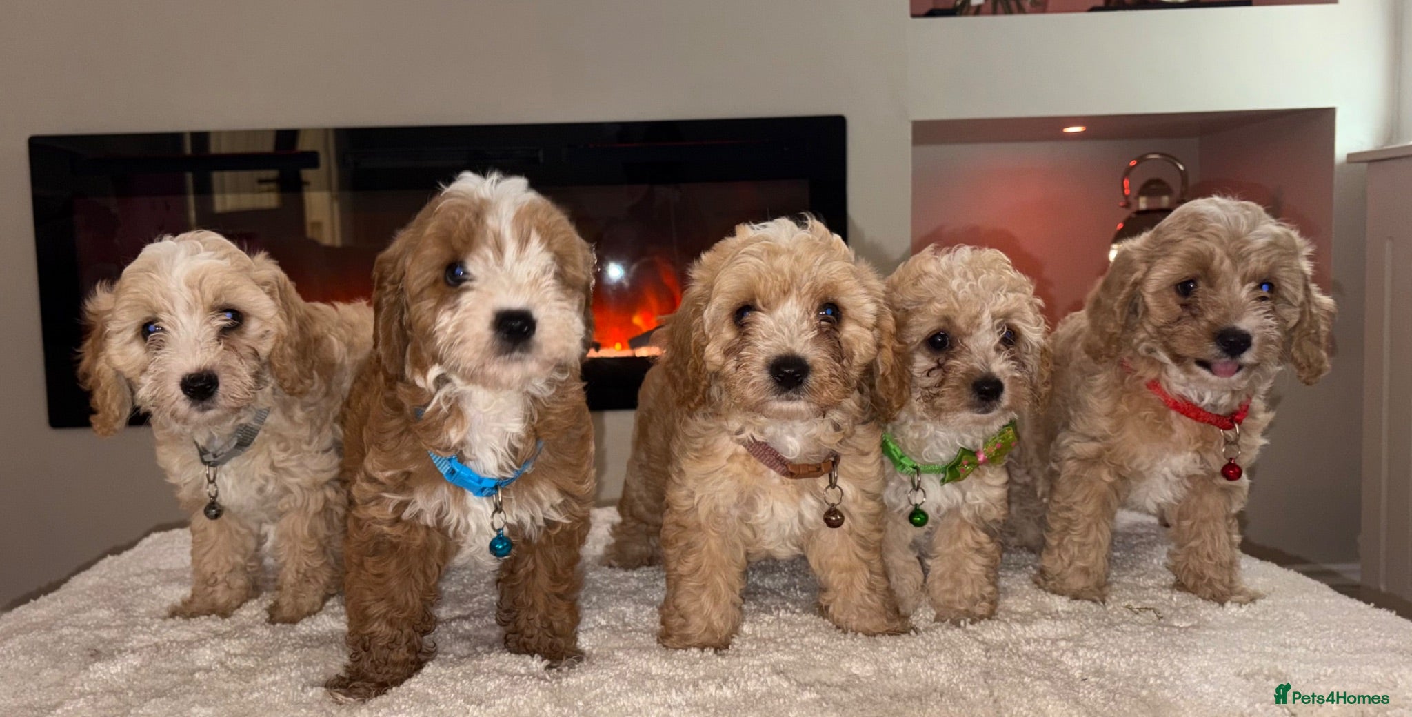 Cavapoo dogs Gorgeous Cavapoo puppies  - Advert 1
