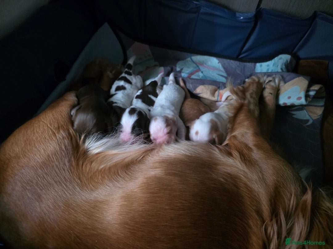 Sprocker dogs for sale: Sprocker puppies  - Image 1