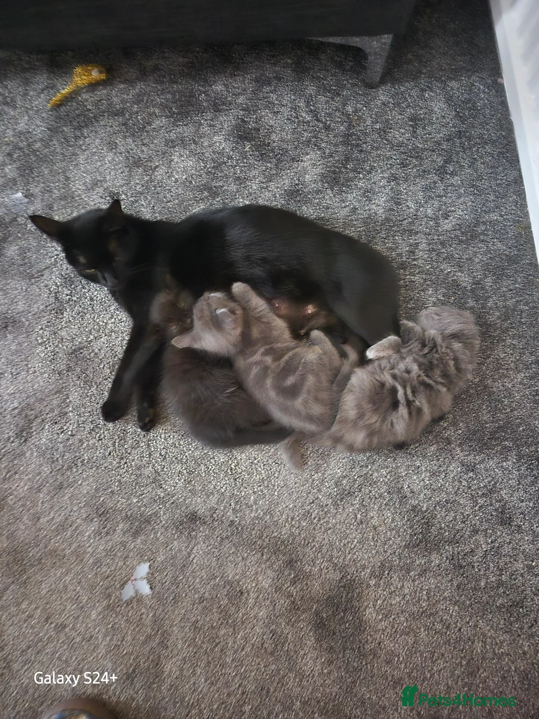 Mixed Breed cats for sale: lovely soft fur kitten 11 weeks old grey  - Advert 2