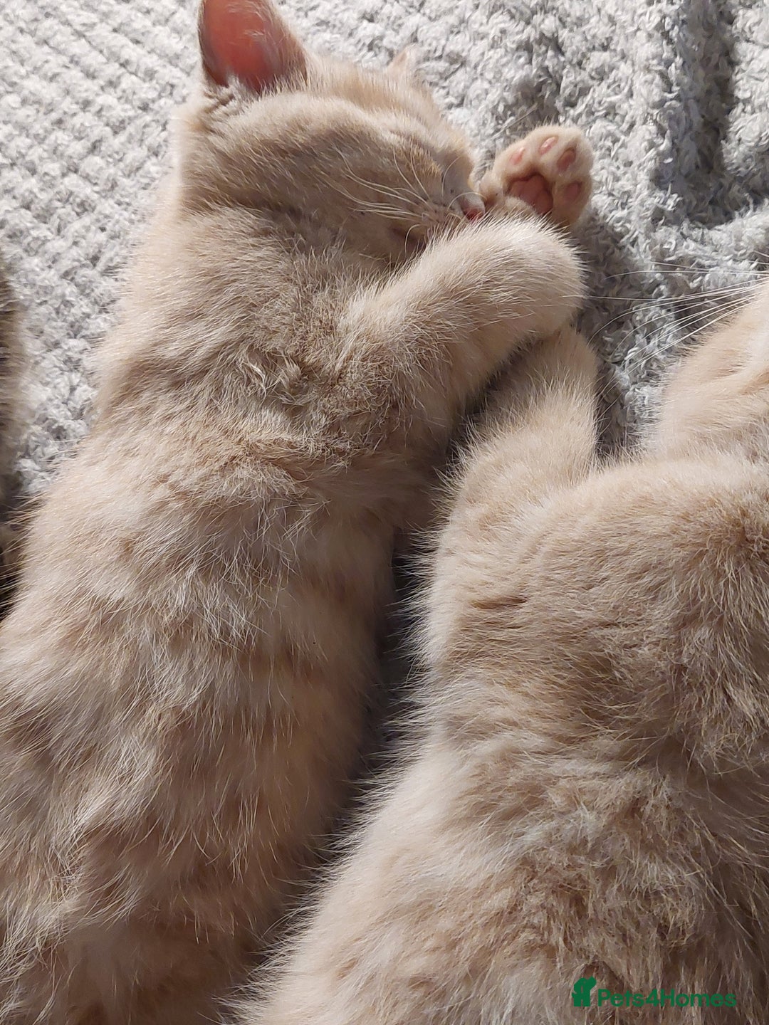 Persian cats for sale: PERSIAN MIX KITTENS 9 weeks old ready to leave.  - Image 2