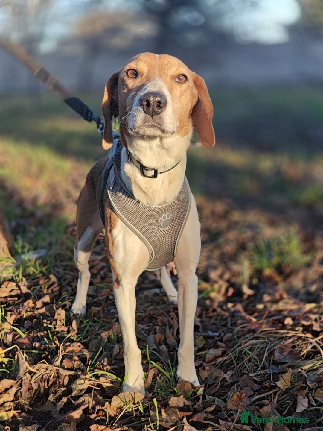 Mixed Breed dogs for adoption: ❤️Radna-affectionate 2 year old Estonian Hound❤️ - Advert 5