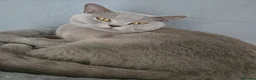 British Shorthair cats for sale: Kittens British Shorthairs in Peterborough - Advert 2