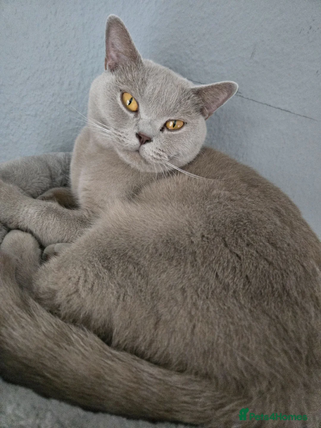 British Shorthair cats for sale: Kittens British Shorthairs in Peterborough - Advert 2