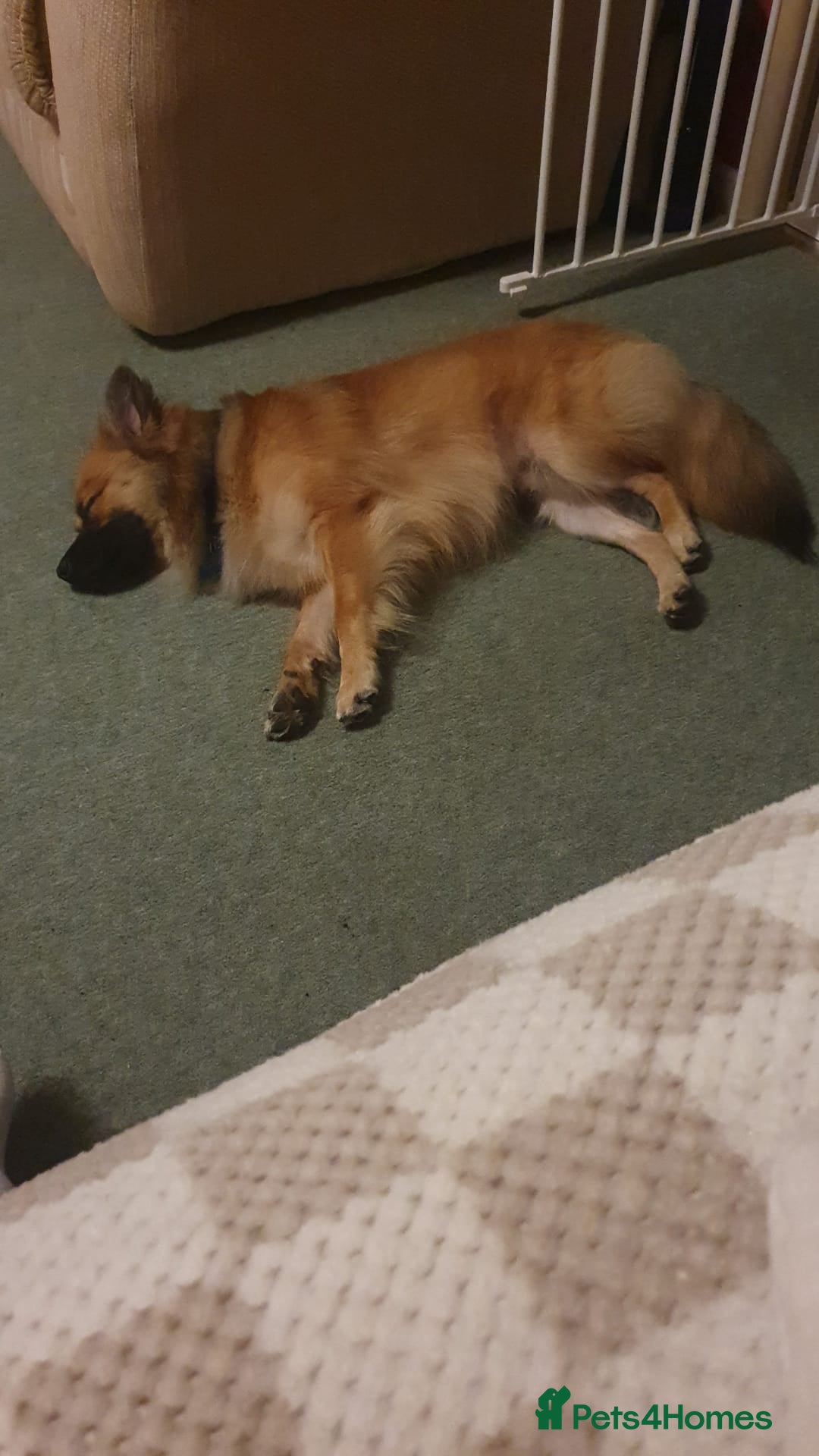 Mixed Breed dogs for sale: 10 month old Frankie  - Image 2