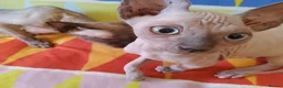 Sphynx cats for sale:  If you’re interested or  - Advert 6