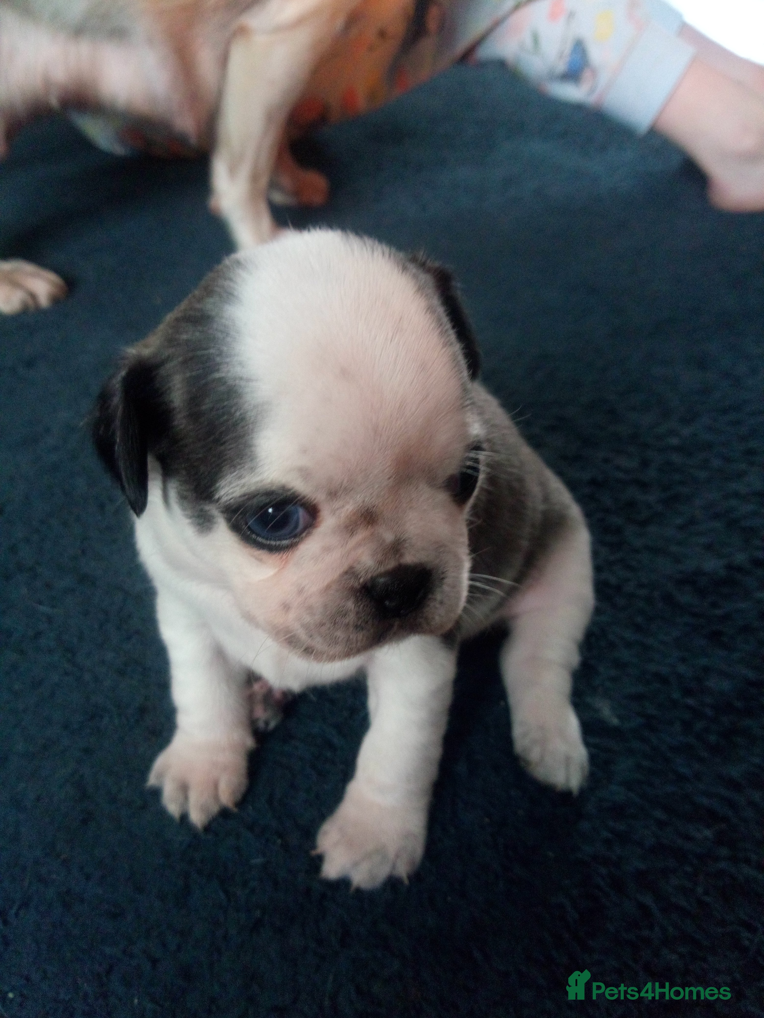 Pug dogs Pug puppies  - Advert 15