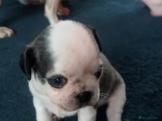 Pug dogs Pug puppies - Advert 15