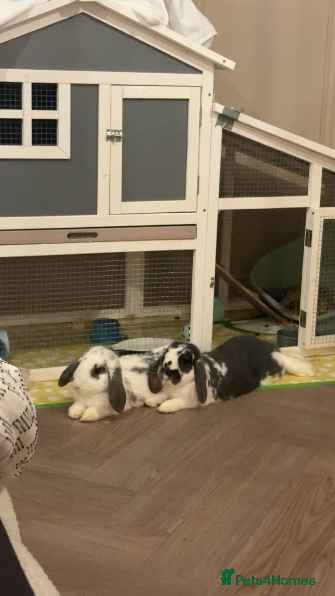 English Lop rabbits 🐰 Two Mini Lop Boys Looking for a New Home 🐰 - Advert 1