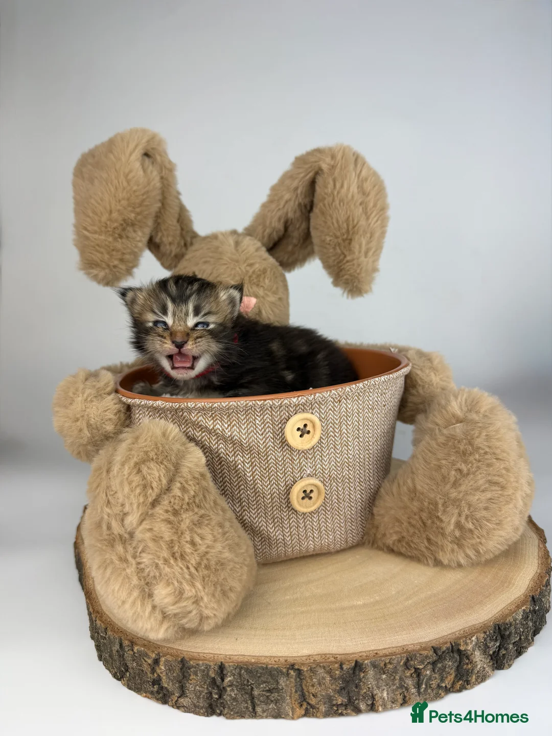 Ragcoon cats for sale: 🤍 RAGDOLL X MC KITTENS | HEALTH-TESTED PARENTS - Advert 7