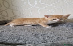 Mixed Breed cats for sale: Gorgeous British Shorthair Kittens for SALE - Advert 15