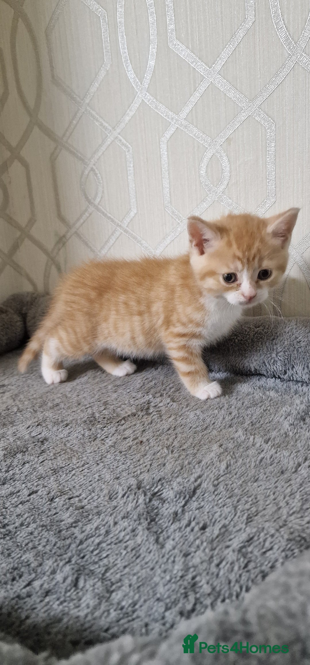 Mixed Breed cats for sale: Gorgeous British Shorthair Kittens for SALE - Advert 15