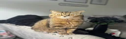 British Shorthair cats for sale: British short hair  - Advert 4