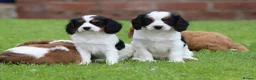Cavapoo dogs for sale: Beautiful Cavapoo puppies for sale - Advert 7